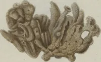 An illustration from (Band 2, Fortsetzung): Fortsetzungen der Pflanzenthiere (1806)