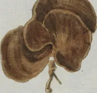 An illustration from (Band 2, Fortsetzung): Fortsetzungen der Pflanzenthiere (1806)
