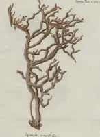 An illustration from (Band 2, Fortsetzung): Fortsetzungen der Pflanzenthiere (1806)