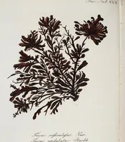 An illustration from (2,3): Siebentes Heft. oder des zweiten Theils drittes Heft: Mit vier und zwanzig illuminirten Kupfertafeln (1808)