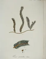 An illustration from (2,3): Siebentes Heft. oder des zweiten Theils drittes Heft: Mit vier und zwanzig illuminirten Kupfertafeln (1808)
