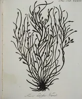 An illustration from (2,3): Siebentes Heft. oder des zweiten Theils drittes Heft: Mit vier und zwanzig illuminirten Kupfertafeln (1808)