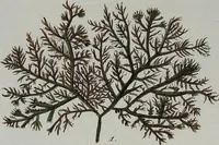 An illustration from (2,3): Siebentes Heft. oder des zweiten Theils drittes Heft: Mit vier und zwanzig illuminirten Kupfertafeln (1808)