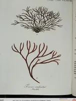 An illustration from (2,3): Siebentes Heft. oder des zweiten Theils drittes Heft: Mit vier und zwanzig illuminirten Kupfertafeln (1808)