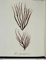 An illustration from (2,3): Siebentes Heft. oder des zweiten Theils drittes Heft: Mit vier und zwanzig illuminirten Kupfertafeln (1808)