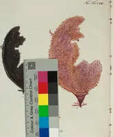 An illustration from (2,3): Siebentes Heft. oder des zweiten Theils drittes Heft: Mit vier und zwanzig illuminirten Kupfertafeln (1808)