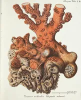 Picture 2 of 116 from (Band 3): Der Pflanzenthiere Dreyzehende [Vierzehende, Funfzehende, Sechzehende] Lieferung oder des dritten Theils, erste [zweyte, dritte, vierte] Lieferung (1829), leaf 286