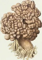 Picture 4 of 116 from (Band 3): Der Pflanzenthiere Dreyzehende [Vierzehende, Funfzehende, Sechzehende] Lieferung oder des dritten Theils, erste [zweyte, dritte, vierte] Lieferung (1829), leaf 288