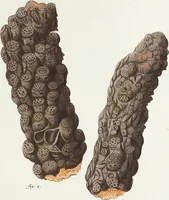 Picture 5 of 116 from (Band 3): Der Pflanzenthiere Dreyzehende [Vierzehende, Funfzehende, Sechzehende] Lieferung oder des dritten Theils, erste [zweyte, dritte, vierte] Lieferung (1829), leaf 289