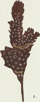Picture 7 of 116 from (Band 3): Der Pflanzenthiere Dreyzehende [Vierzehende, Funfzehende, Sechzehende] Lieferung oder des dritten Theils, erste [zweyte, dritte, vierte] Lieferung (1829), leaf 291