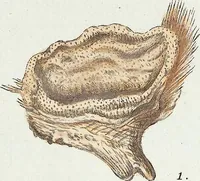 Picture 10 of 116 from (Band 3): Der Pflanzenthiere Dreyzehende [Vierzehende, Funfzehende, Sechzehende] Lieferung oder des dritten Theils, erste [zweyte, dritte, vierte] Lieferung (1829), leaf 293