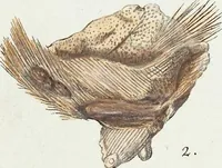 Picture 11 of 116 from (Band 3): Der Pflanzenthiere Dreyzehende [Vierzehende, Funfzehende, Sechzehende] Lieferung oder des dritten Theils, erste [zweyte, dritte, vierte] Lieferung (1829), leaf 293