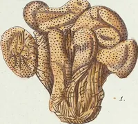 Picture 12 of 116 from (Band 3): Der Pflanzenthiere Dreyzehende [Vierzehende, Funfzehende, Sechzehende] Lieferung oder des dritten Theils, erste [zweyte, dritte, vierte] Lieferung (1829), leaf 294