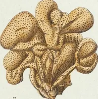 Picture 13 of 116 from (Band 3): Der Pflanzenthiere Dreyzehende [Vierzehende, Funfzehende, Sechzehende] Lieferung oder des dritten Theils, erste [zweyte, dritte, vierte] Lieferung (1829), leaf 294