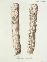 Picture 15 of 116 from (Band 3): Der Pflanzenthiere Dreyzehende [Vierzehende, Funfzehende, Sechzehende] Lieferung oder des dritten Theils, erste [zweyte, dritte, vierte] Lieferung (1829), leaf 296