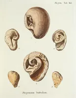 Picture 16 of 116 from (Band 3): Der Pflanzenthiere Dreyzehende [Vierzehende, Funfzehende, Sechzehende] Lieferung oder des dritten Theils, erste [zweyte, dritte, vierte] Lieferung (1829), leaf 297