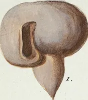 Picture 17 of 116 from (Band 3): Der Pflanzenthiere Dreyzehende [Vierzehende, Funfzehende, Sechzehende] Lieferung oder des dritten Theils, erste [zweyte, dritte, vierte] Lieferung (1829), leaf 298