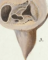 Picture 18 of 116 from (Band 3): Der Pflanzenthiere Dreyzehende [Vierzehende, Funfzehende, Sechzehende] Lieferung oder des dritten Theils, erste [zweyte, dritte, vierte] Lieferung (1829), leaf 298