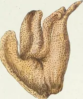 Picture 20 of 116 from (Band 3): Der Pflanzenthiere Dreyzehende [Vierzehende, Funfzehende, Sechzehende] Lieferung oder des dritten Theils, erste [zweyte, dritte, vierte] Lieferung (1829), leaf 299