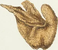 Picture 21 of 116 from (Band 3): Der Pflanzenthiere Dreyzehende [Vierzehende, Funfzehende, Sechzehende] Lieferung oder des dritten Theils, erste [zweyte, dritte, vierte] Lieferung (1829), leaf 299