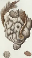 Picture 22 of 116 from (Band 3): Der Pflanzenthiere Dreyzehende [Vierzehende, Funfzehende, Sechzehende] Lieferung oder des dritten Theils, erste [zweyte, dritte, vierte] Lieferung (1829), leaf 300