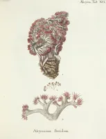 Picture 23 of 116 from (Band 3): Der Pflanzenthiere Dreyzehende [Vierzehende, Funfzehende, Sechzehende] Lieferung oder des dritten Theils, erste [zweyte, dritte, vierte] Lieferung (1829), leaf 301