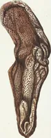 Picture 24 of 116 from (Band 3): Der Pflanzenthiere Dreyzehende [Vierzehende, Funfzehende, Sechzehende] Lieferung oder des dritten Theils, erste [zweyte, dritte, vierte] Lieferung (1829), leaf 302