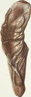 Picture 25 of 116 from (Band 3): Der Pflanzenthiere Dreyzehende [Vierzehende, Funfzehende, Sechzehende] Lieferung oder des dritten Theils, erste [zweyte, dritte, vierte] Lieferung (1829), leaf 302