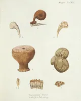 Picture 29 of 116 from (Band 3): Der Pflanzenthiere Dreyzehende [Vierzehende, Funfzehende, Sechzehende] Lieferung oder des dritten Theils, erste [zweyte, dritte, vierte] Lieferung (1829), leaf 307