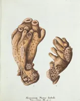 Picture 30 of 116 from (Band 3): Der Pflanzenthiere Dreyzehende [Vierzehende, Funfzehende, Sechzehende] Lieferung oder des dritten Theils, erste [zweyte, dritte, vierte] Lieferung (1829), leaf 308