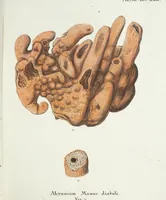 Picture 31 of 116 from (Band 3): Der Pflanzenthiere Dreyzehende [Vierzehende, Funfzehende, Sechzehende] Lieferung oder des dritten Theils, erste [zweyte, dritte, vierte] Lieferung (1829), leaf 309