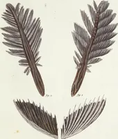 Picture 34 of 116 from (Band 3): Der Pflanzenthiere Dreyzehende [Vierzehende, Funfzehende, Sechzehende] Lieferung oder des dritten Theils, erste [zweyte, dritte, vierte] Lieferung (1829), leaf 313