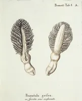 Picture 35 of 116 from (Band 3): Der Pflanzenthiere Dreyzehende [Vierzehende, Funfzehende, Sechzehende] Lieferung oder des dritten Theils, erste [zweyte, dritte, vierte] Lieferung (1829), leaf 314