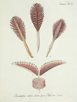 Picture 36 of 116 from (Band 3): Der Pflanzenthiere Dreyzehende [Vierzehende, Funfzehende, Sechzehende] Lieferung oder des dritten Theils, erste [zweyte, dritte, vierte] Lieferung (1829), leaf 315