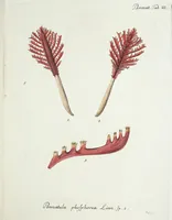 Picture 37 of 116 from (Band 3): Der Pflanzenthiere Dreyzehende [Vierzehende, Funfzehende, Sechzehende] Lieferung oder des dritten Theils, erste [zweyte, dritte, vierte] Lieferung (1829), leaf 316