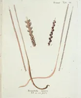 Picture 38 of 116 from (Band 3): Der Pflanzenthiere Dreyzehende [Vierzehende, Funfzehende, Sechzehende] Lieferung oder des dritten Theils, erste [zweyte, dritte, vierte] Lieferung (1829), leaf 317