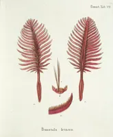 Picture 40 of 116 from (Band 3): Der Pflanzenthiere Dreyzehende [Vierzehende, Funfzehende, Sechzehende] Lieferung oder des dritten Theils, erste [zweyte, dritte, vierte] Lieferung (1829), leaf 320