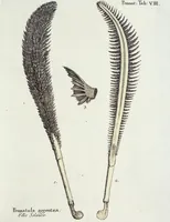 Picture 41 of 116 from (Band 3): Der Pflanzenthiere Dreyzehende [Vierzehende, Funfzehende, Sechzehende] Lieferung oder des dritten Theils, erste [zweyte, dritte, vierte] Lieferung (1829), leaf 321