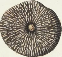 Picture 42 of 116 from (Band 3): Der Pflanzenthiere Dreyzehende [Vierzehende, Funfzehende, Sechzehende] Lieferung oder des dritten Theils, erste [zweyte, dritte, vierte] Lieferung (1829), leaf 322