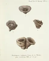 Picture 43 of 116 from (Band 3): Der Pflanzenthiere Dreyzehende [Vierzehende, Funfzehende, Sechzehende] Lieferung oder des dritten Theils, erste [zweyte, dritte, vierte] Lieferung (1829), leaf 323