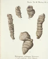 Picture 44 of 116 from (Band 3): Der Pflanzenthiere Dreyzehende [Vierzehende, Funfzehende, Sechzehende] Lieferung oder des dritten Theils, erste [zweyte, dritte, vierte] Lieferung (1829), leaf 324
