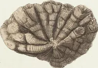 Picture 46 of 116 from (Band 3): Der Pflanzenthiere Dreyzehende [Vierzehende, Funfzehende, Sechzehende] Lieferung oder des dritten Theils, erste [zweyte, dritte, vierte] Lieferung (1829), leaf 325