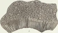 Picture 47 of 116 from (Band 3): Der Pflanzenthiere Dreyzehende [Vierzehende, Funfzehende, Sechzehende] Lieferung oder des dritten Theils, erste [zweyte, dritte, vierte] Lieferung (1829), leaf 326