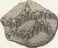 Picture 48 of 116 from (Band 3): Der Pflanzenthiere Dreyzehende [Vierzehende, Funfzehende, Sechzehende] Lieferung oder des dritten Theils, erste [zweyte, dritte, vierte] Lieferung (1829), leaf 326