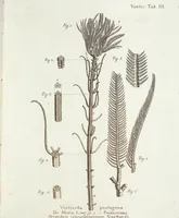Picture 52 of 116 from (Band 3): Der Pflanzenthiere Dreyzehende [Vierzehende, Funfzehende, Sechzehende] Lieferung oder des dritten Theils, erste [zweyte, dritte, vierte] Lieferung (1829), leaf 330