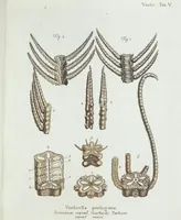 An illustration from (Band 3): Der Pflanzenthiere Dreyzehende [Vierzehende, Funfzehende, Sechzehende] Lieferung oder des dritten Theils, erste [zweyte, dritte, vierte] Lieferung (1829)