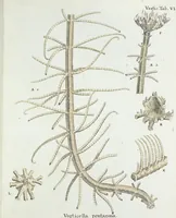 An illustration from (Band 3): Der Pflanzenthiere Dreyzehende [Vierzehende, Funfzehende, Sechzehende] Lieferung oder des dritten Theils, erste [zweyte, dritte, vierte] Lieferung (1829)