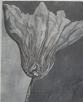 An illustration from (Band 3): Der Pflanzenthiere Dreyzehende [Vierzehende, Funfzehende, Sechzehende] Lieferung oder des dritten Theils, erste [zweyte, dritte, vierte] Lieferung (1829)