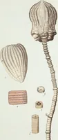 Picture 56 of 116 from (Band 3): Der Pflanzenthiere Dreyzehende [Vierzehende, Funfzehende, Sechzehende] Lieferung oder des dritten Theils, erste [zweyte, dritte, vierte] Lieferung (1829), leaf 335