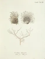 Picture 57 of 116 from (Band 3): Der Pflanzenthiere Dreyzehende [Vierzehende, Funfzehende, Sechzehende] Lieferung oder des dritten Theils, erste [zweyte, dritte, vierte] Lieferung (1829), leaf 338